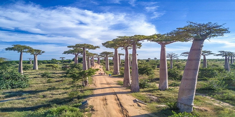 Avenue of the Baobabs – The Mysterious Beauty of Madagascar's Wild Nature